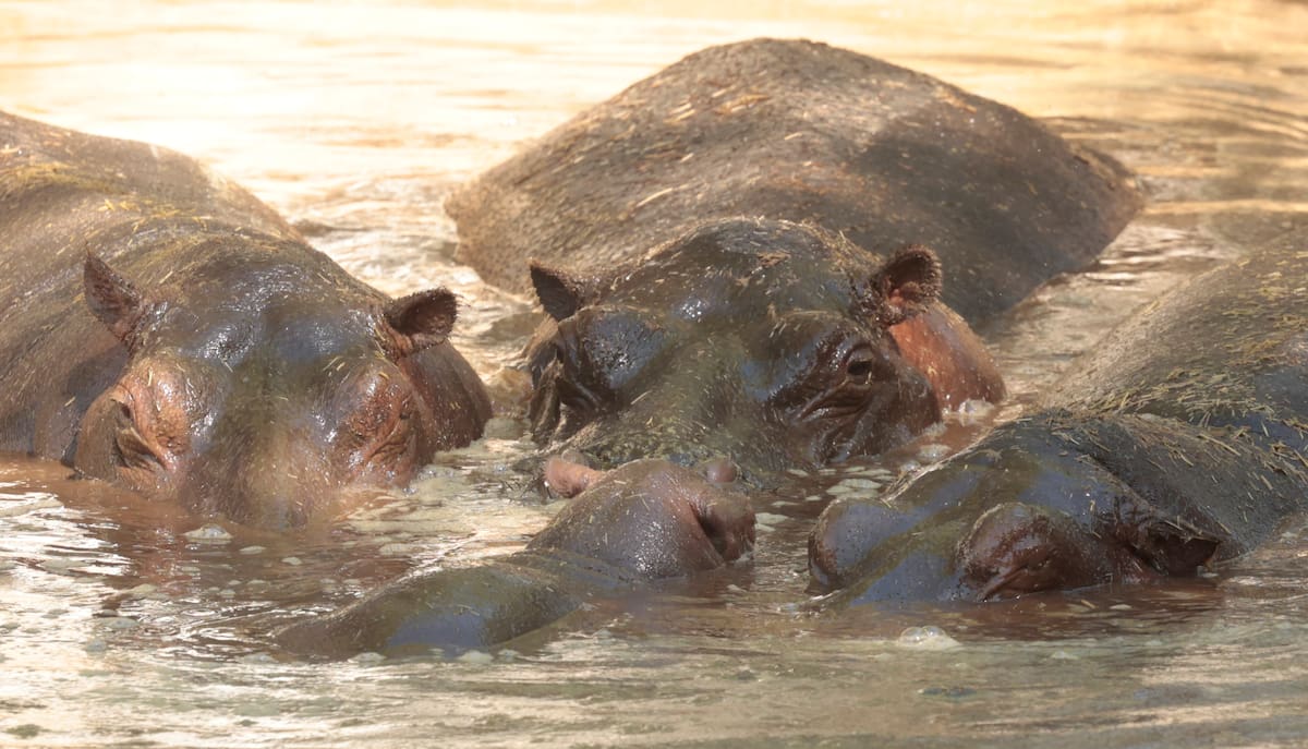 La cría de hipopótamo se ha adaptado a
su manada y ha sido aceptado entre la comunidad de cinco ejemplares de la misma especie que tiene el Centro Ecológico.