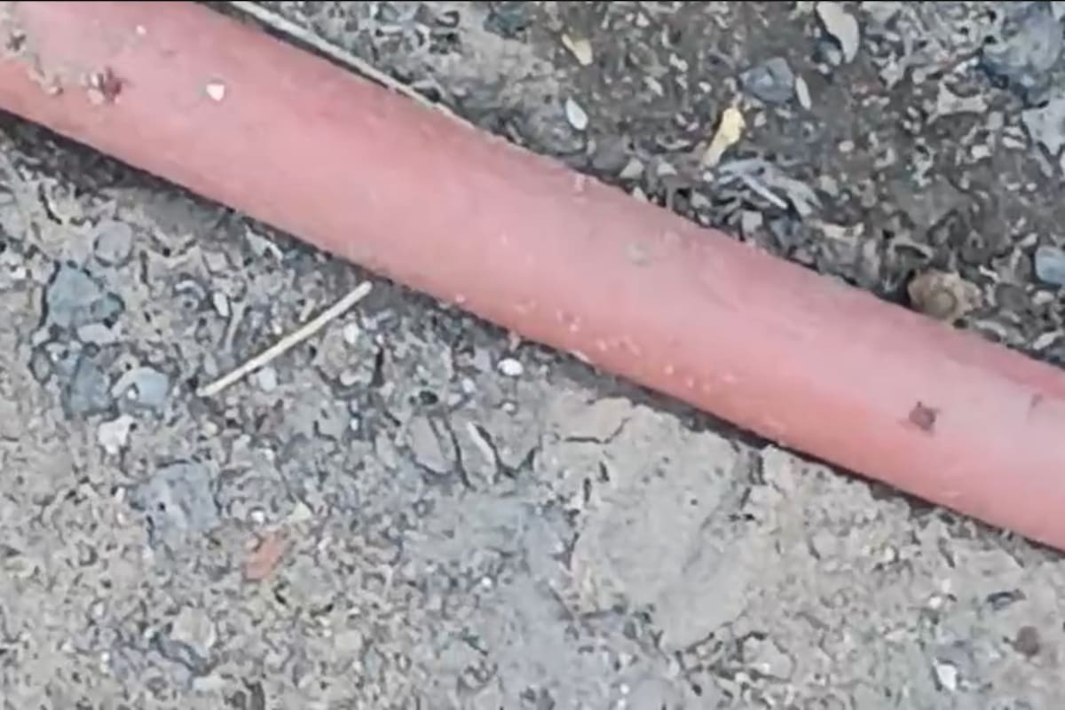 Alertan por plaga de garrapatas cerca de primaria en San Luis Río Colorado; vecinos acuden a Derechos Humanos