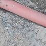 Alertan por plaga de garrapatas cerca de primaria en San Luis Río Colorado; vecinos acuden a Derechos Humanos