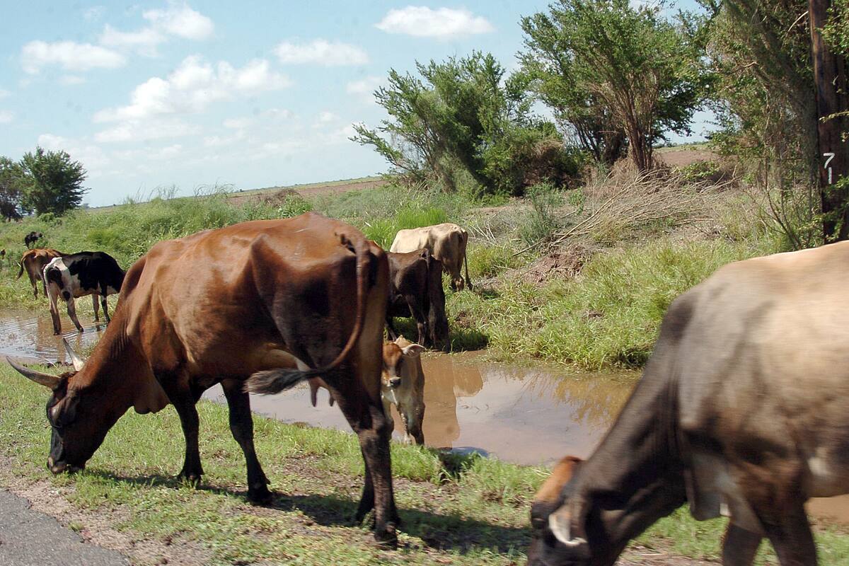 Sonora reporta precio récord carne de exportación