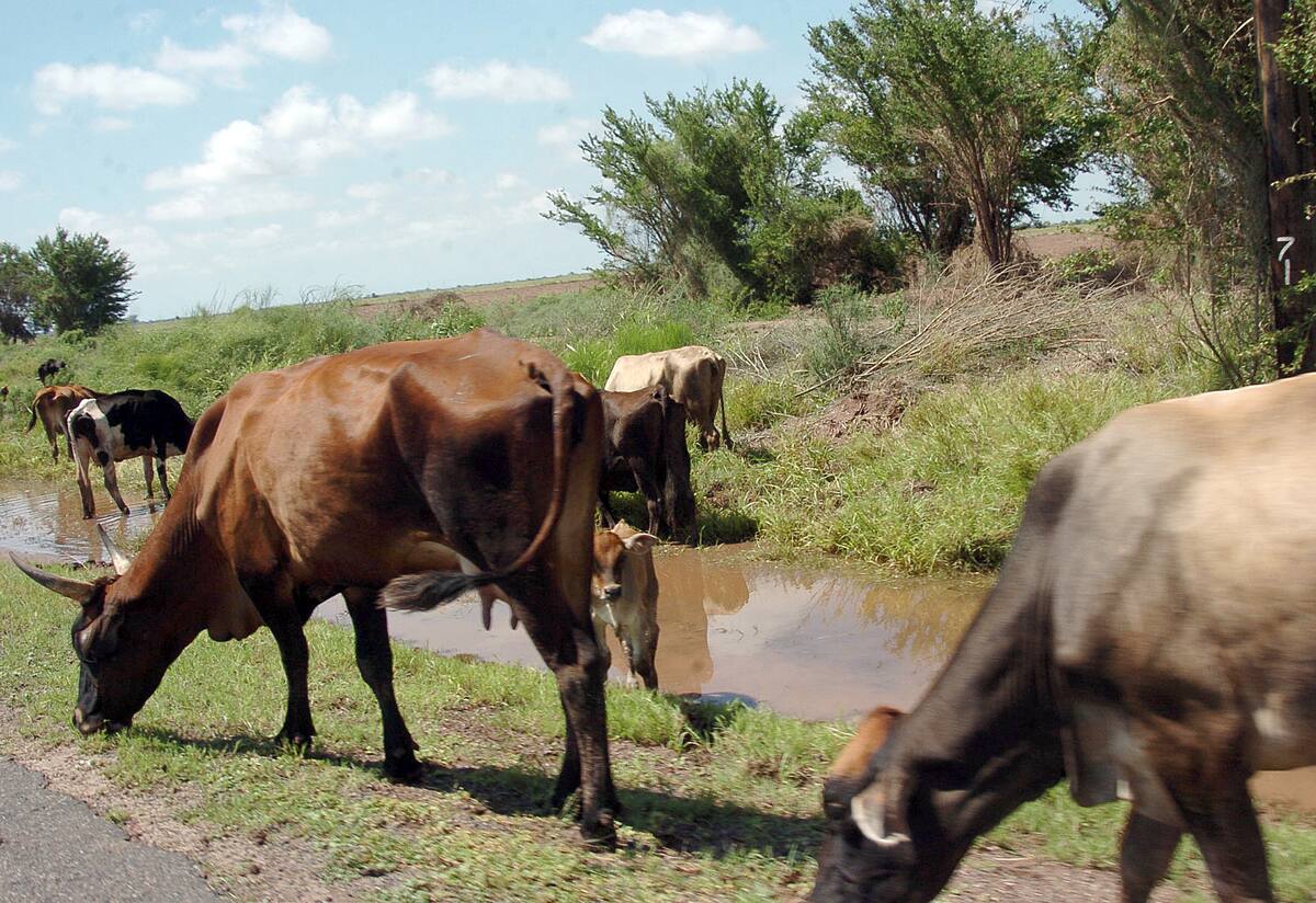 Los ganaderos del Sur de Sonora esperan que las precipitaciones continúen y reverdezcan los pastos donde se alimenta el ganado. FOTO: BANCO DIGITAL GH