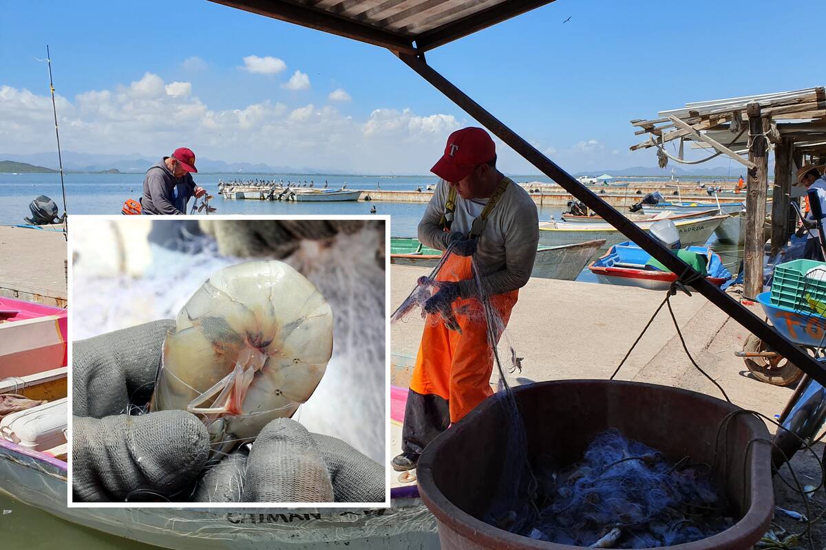 Pesca del camarón en Sonora: Salen hoy en busca del “oro rosado”