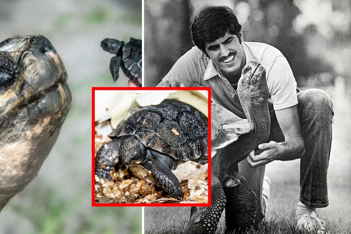Buscan récord Guinness para ‘Goliat’, la tortuga que fue padre a los 134 años en el Zoológico de Miami