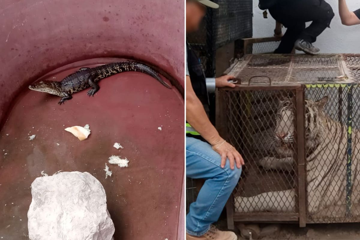En un autolavado de la colonia 16 de Septiembre en Ciudad Juárez hallan un tigre y un cocodrilo durante un operativo de las autoridades ambientales y de seguridad