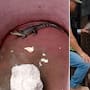 En un autolavado de la colonia 16 de Septiembre en Ciudad Juárez hallan un tigre y un cocodrilo durante un operativo de las autoridades ambientales y de seguridad