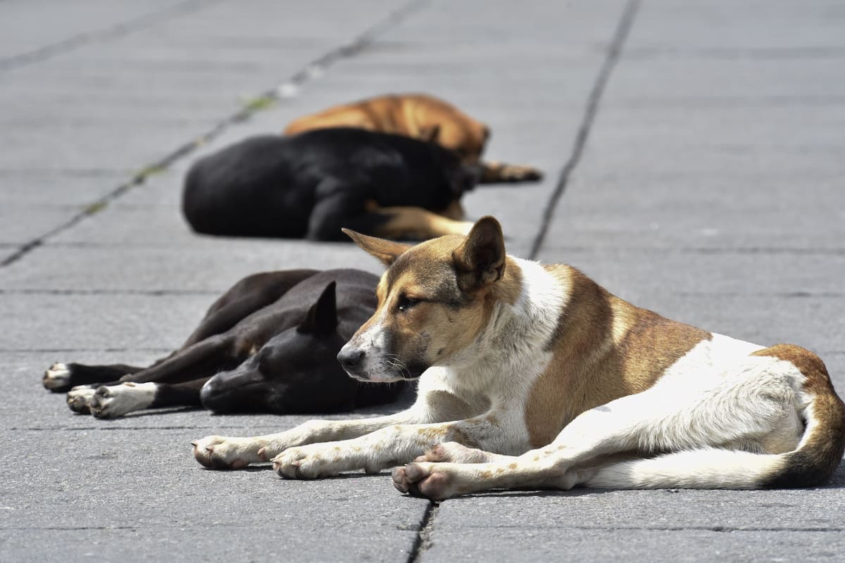 La normativa busca controlar las colonias de gatos y reducir riesgos de salud pública en espacios urbanos. FOTO: CRISANTA ESPINOSA AGUILAR /CUARTOSCURO.COM