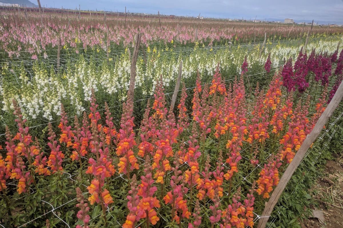 Sigue producción de flor en Maneadero pese a pandemia