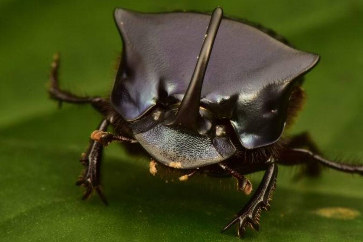 Redescubren especies que se creían extintas en “Ciudad perdida” en Honduras