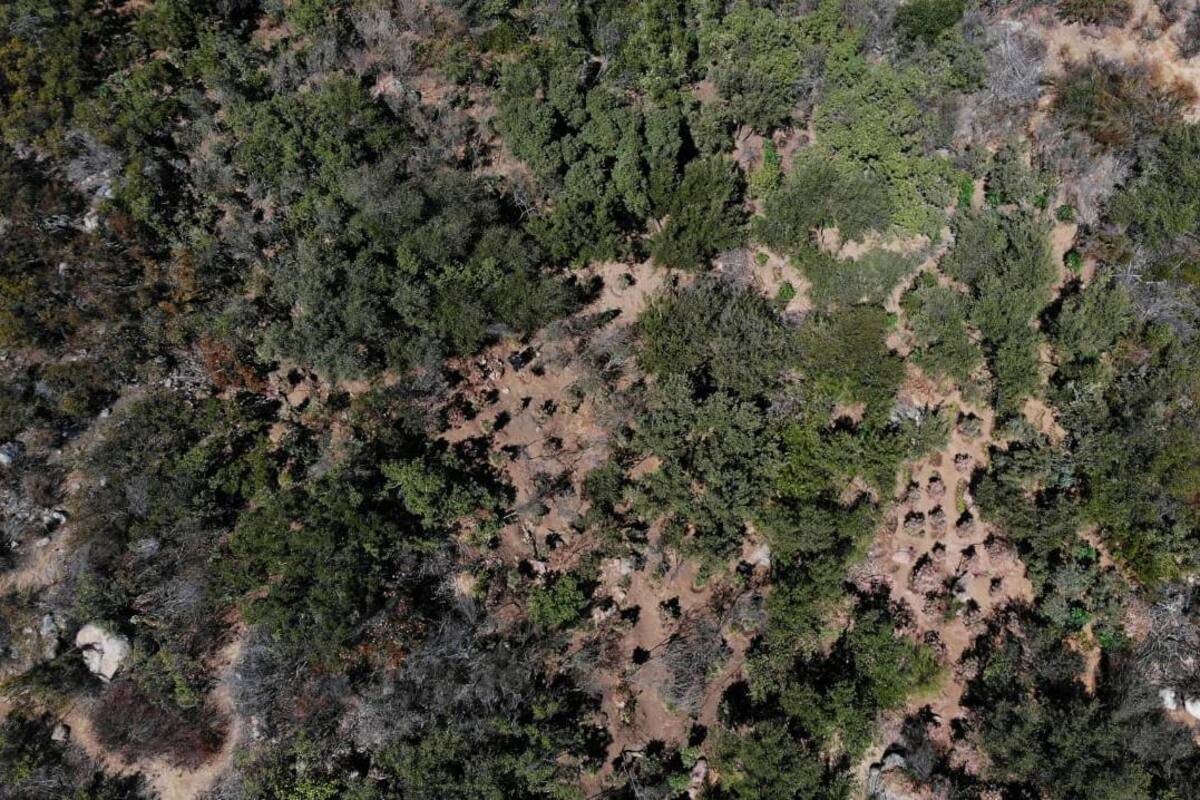 Localizan cerca de medio millón de plantas de mariguana