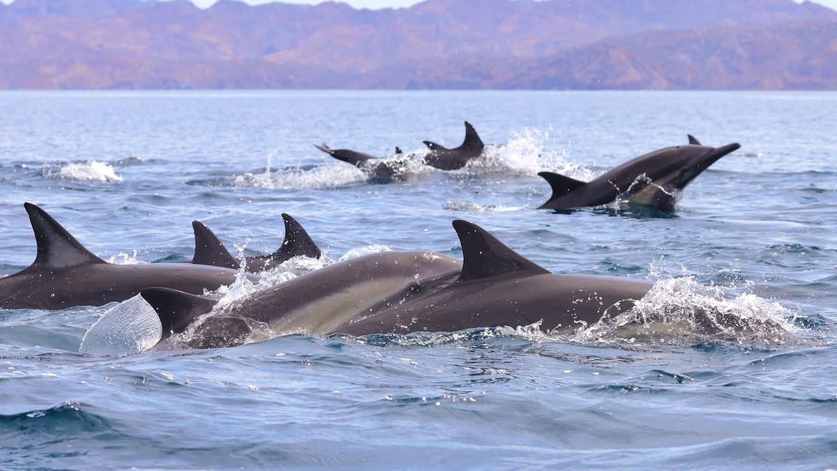 Estudio del Cicese utiliza piel de delfines para revelar cambios en el ciclo del carbono del océano