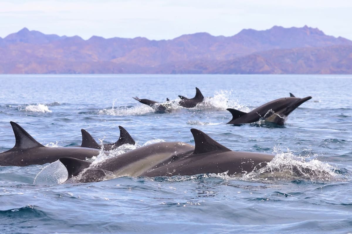 Estudio del Cicese utiliza piel de delfines para revelar cambios en el ciclo del carbono del océano