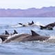 Estudio del Cicese utiliza piel de delfines para revelar cambios en el ciclo del carbono del océano