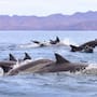 Estudio del Cicese utiliza piel de delfines para revelar cambios en el ciclo del carbono del océano