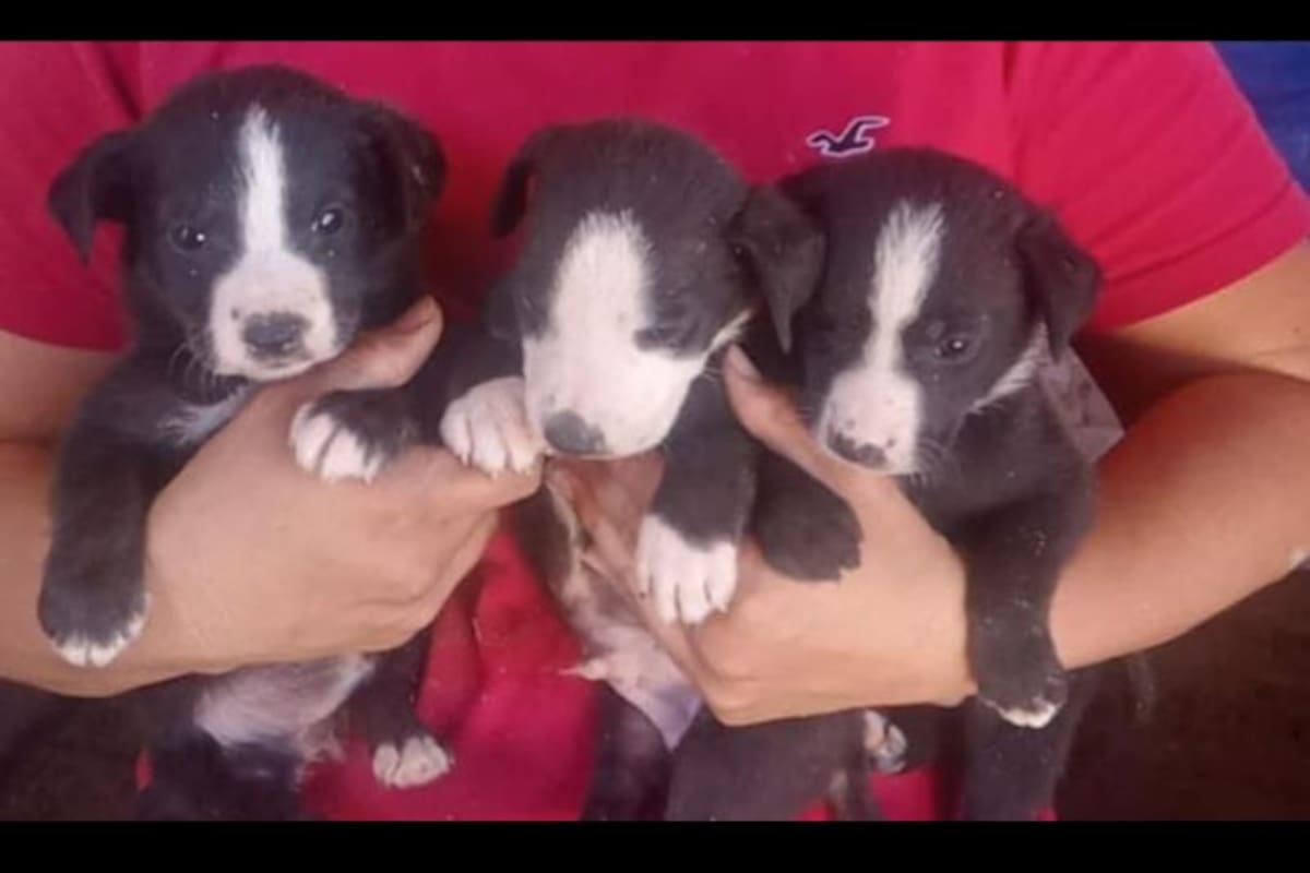 Realizan campaña de adopción de perros y gatos