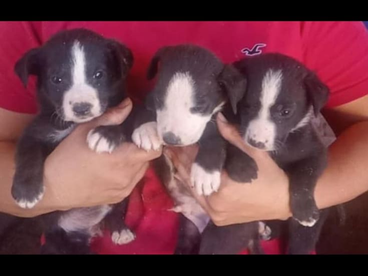 Realizan campaña de adopción de perros y gatos