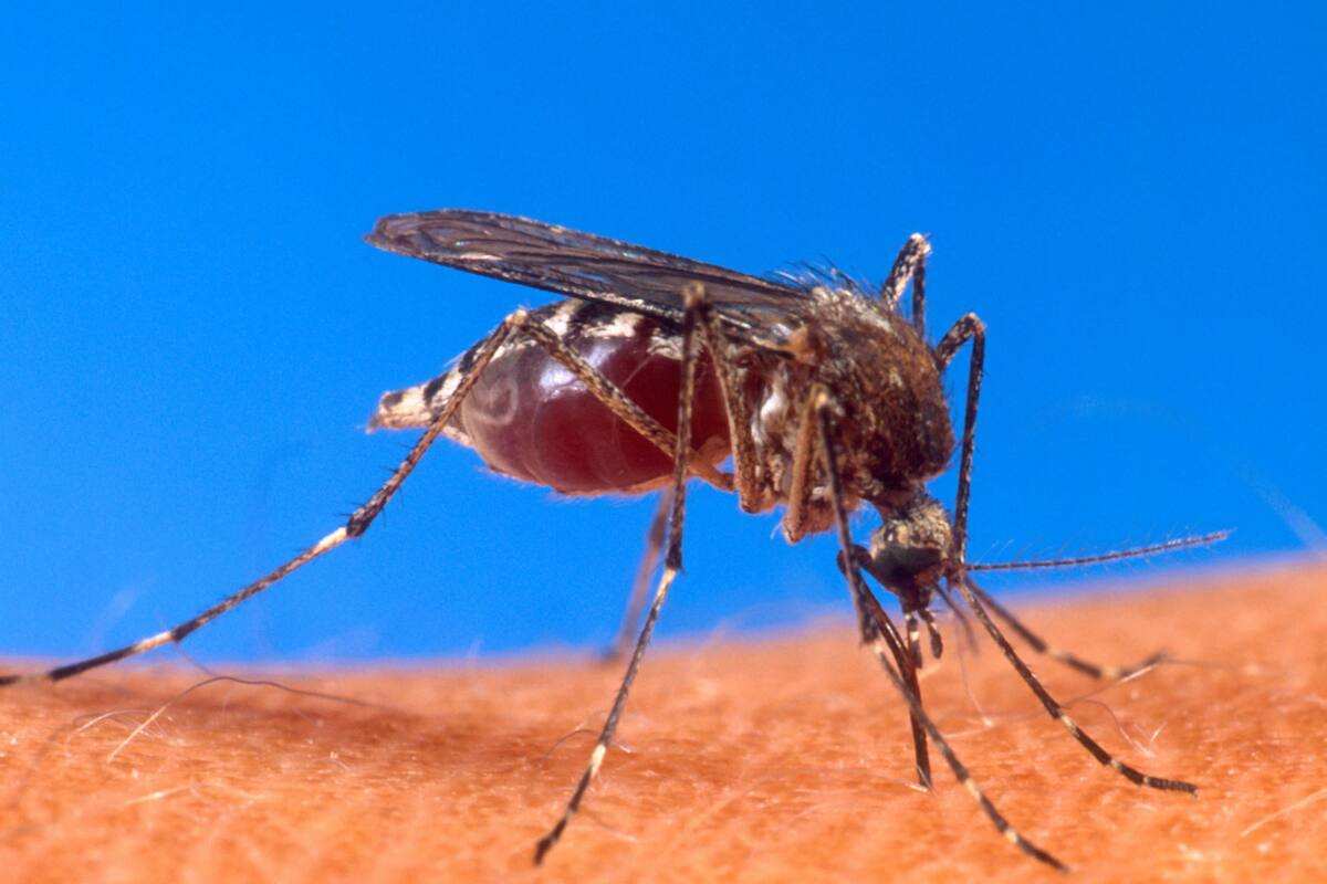 Realizarán jornadas de saneamiento vs. dengue