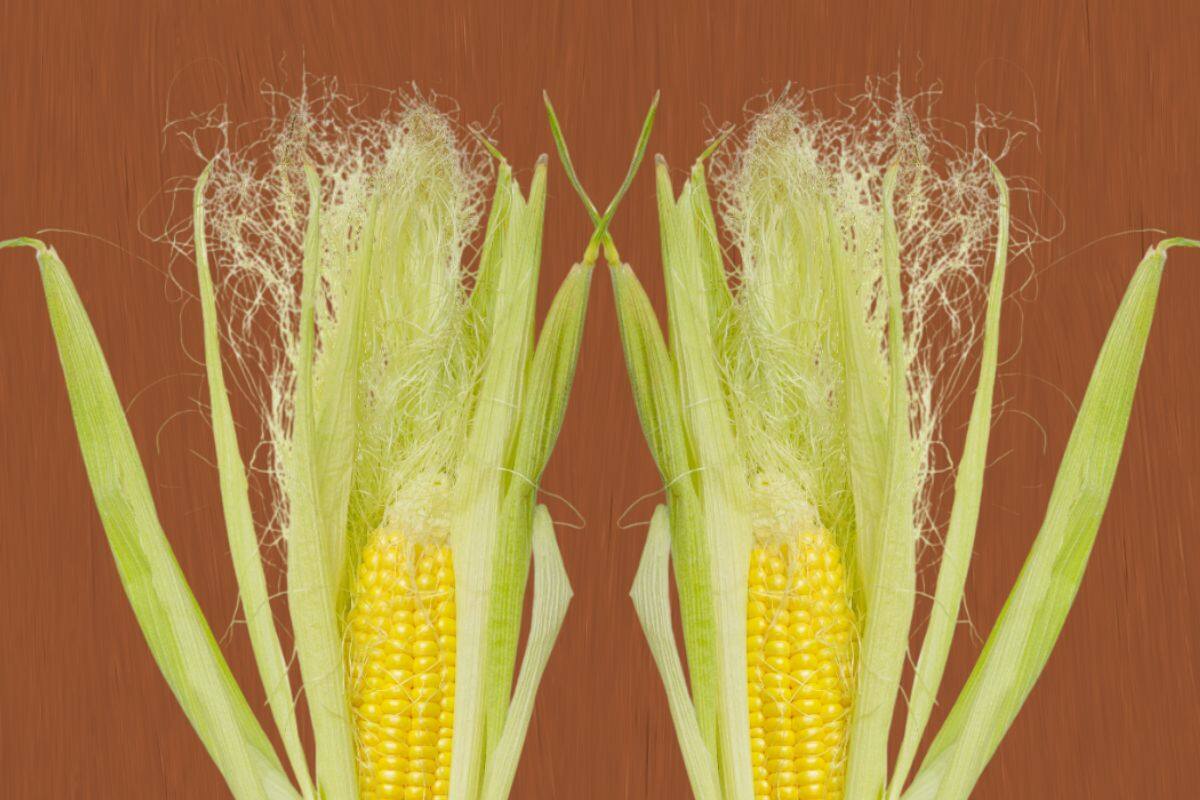 ¿Para qué sirve la infusión de pelo de elote y cómo prepararla?