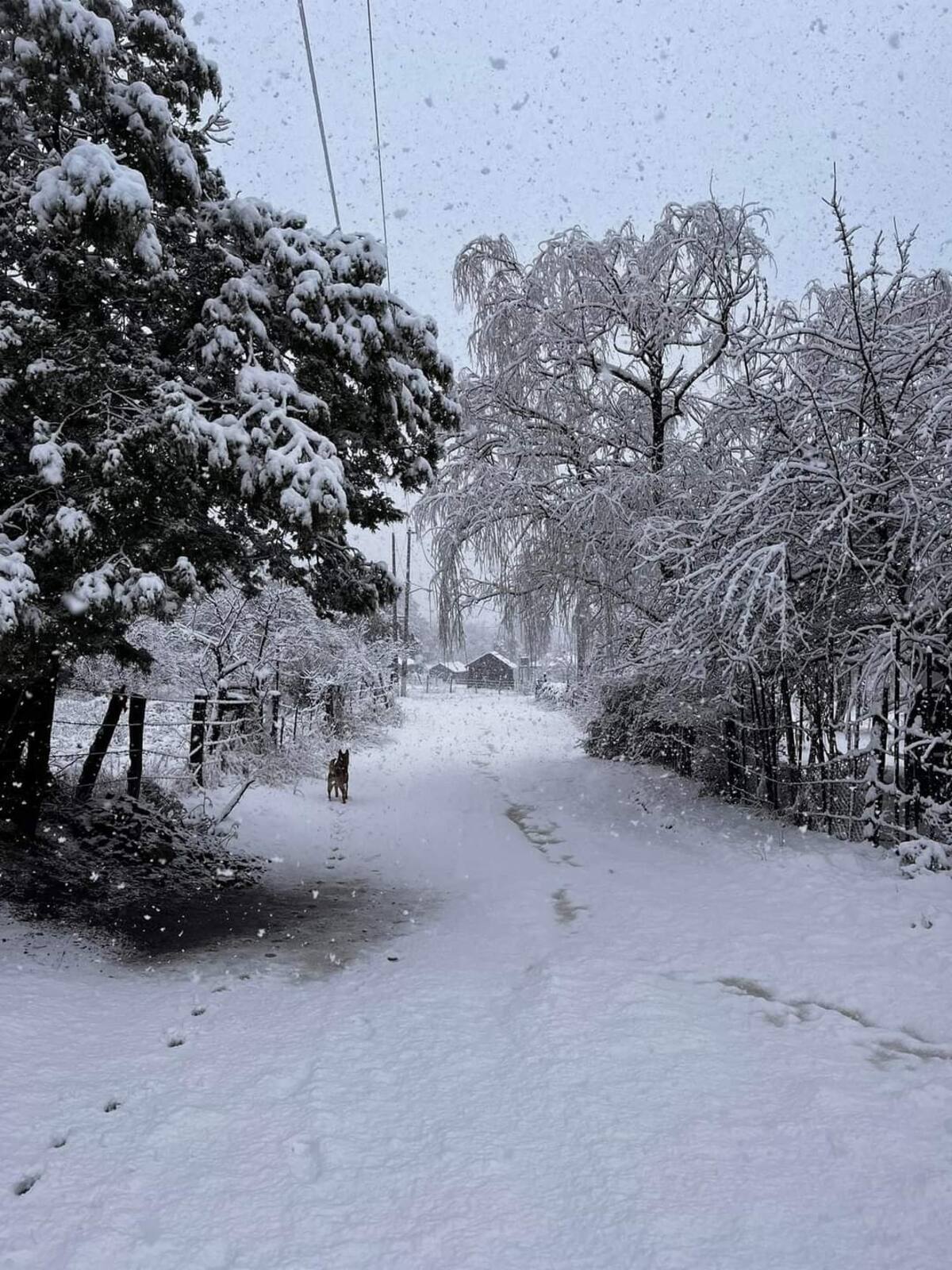 Fuerte nevada en Mesa Tres Ríos, Sierra de Sonora. FOTO: ESPECIAL