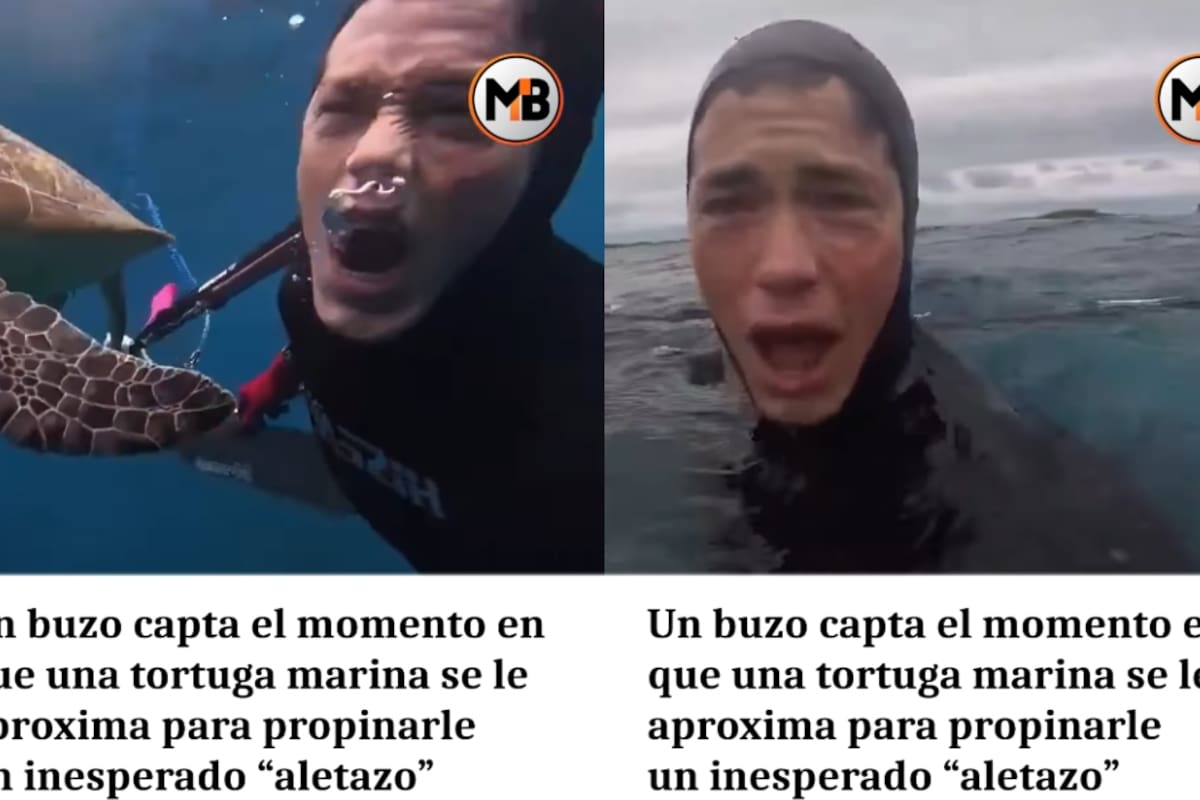“Una tortuga marina vino hacia él, le dio un aletazo y se fue”: Buzo capta un asombroso momento bajo el mar