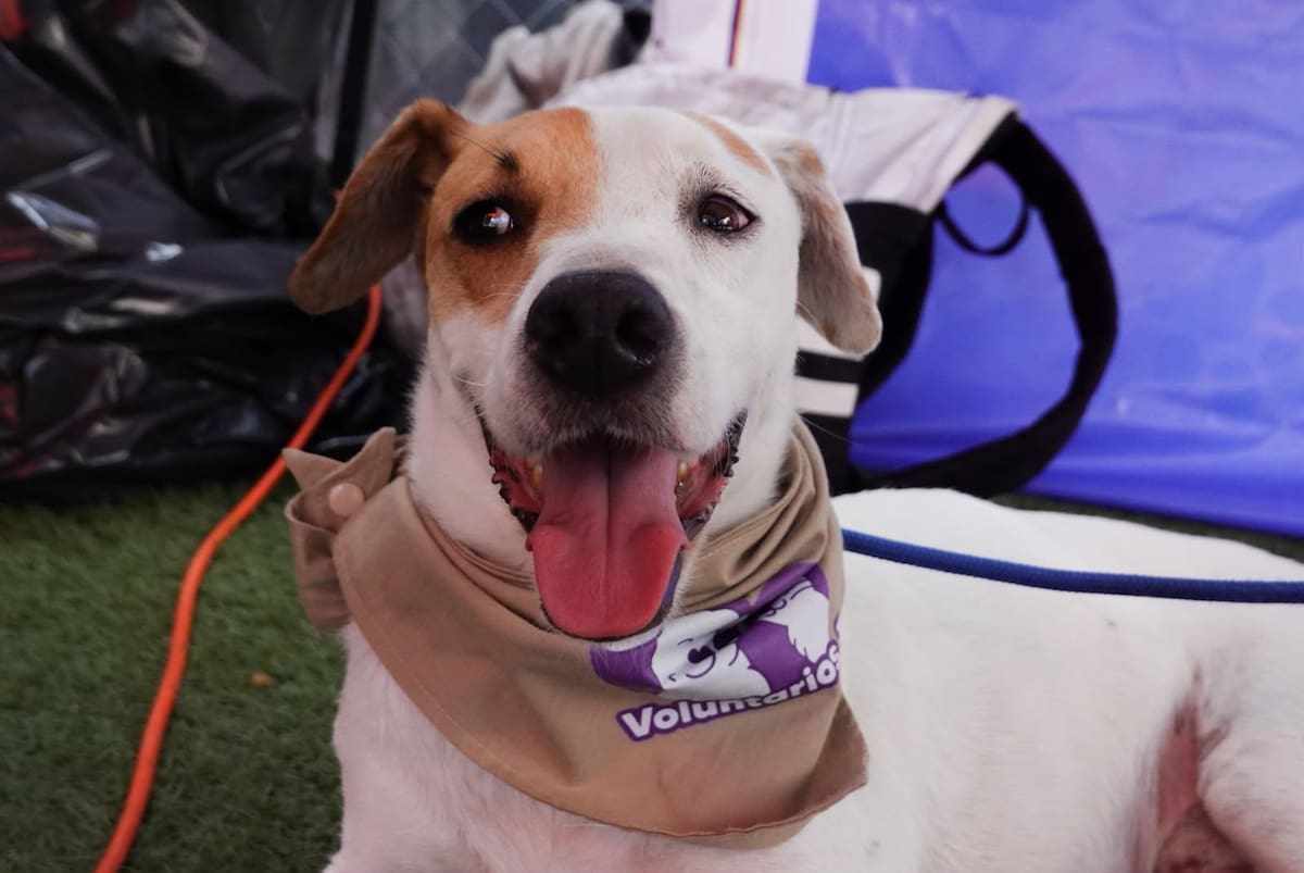 Asociaciones protectoras de animales invitan a la ciudadanía a convertirse en hogares temporales para perros rescatados, ante la limitada capacidad de los refugios en Tijuana.
Fotos: Border Zoom.