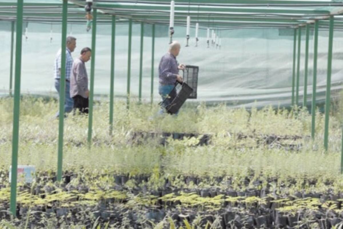 Reforestarán hoy en el Hospital Cruz del Norte