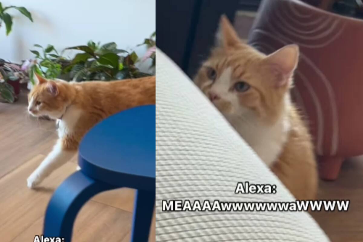 Joven utiliza su Alexa para encontrar a sus gatos que no habían vuelto a casa: Así fue