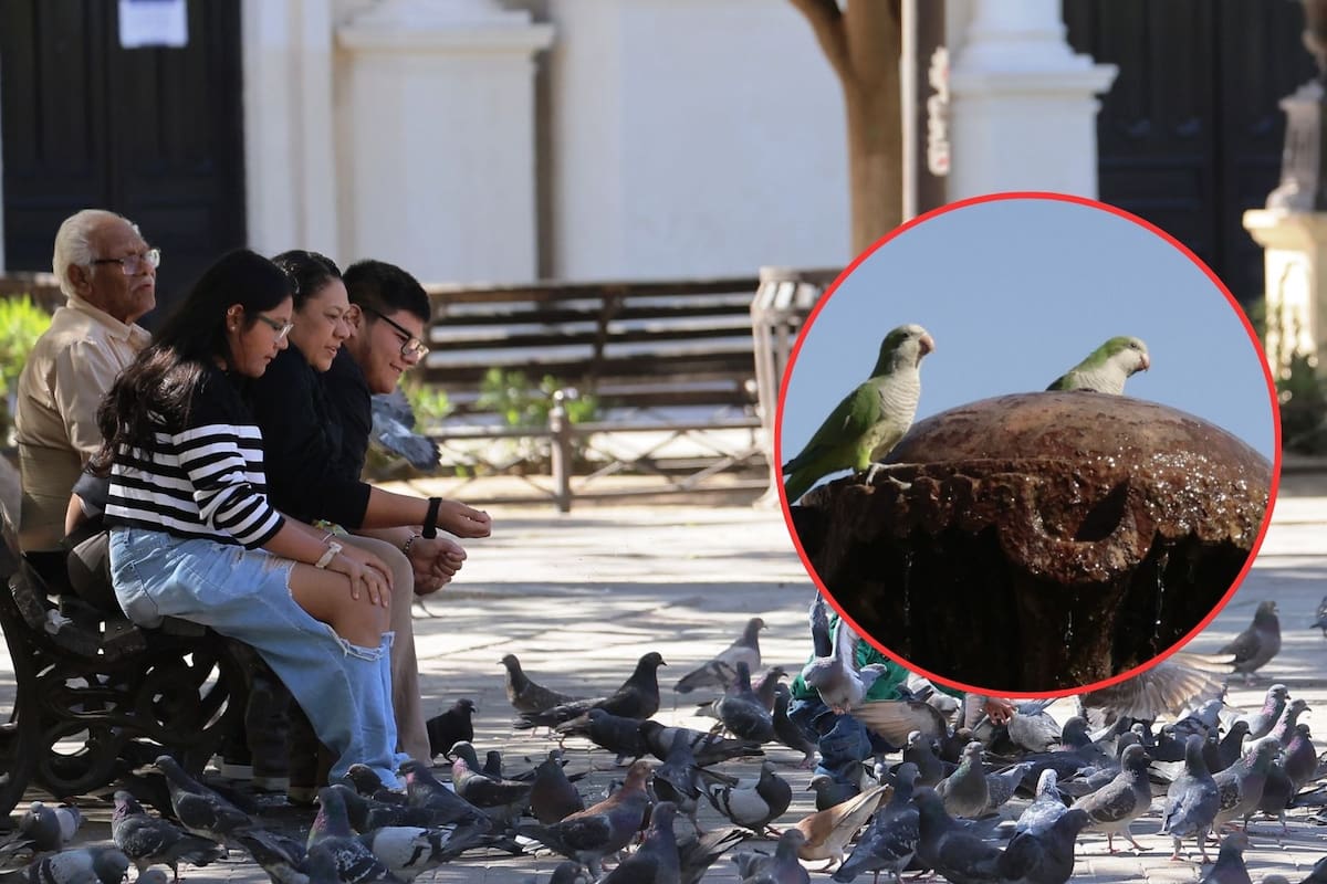 Llegan más aves invasoras a Hermosillo