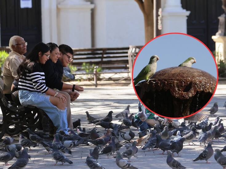 Llegan más aves invasoras a Hermosillo