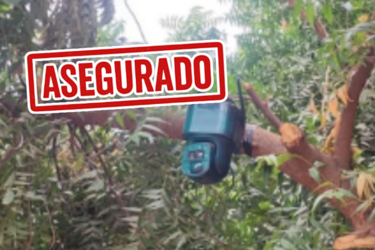 Hallan cámara con celda solar oculta en árbol de Navolato; presumen vigilancia del crimen organizado