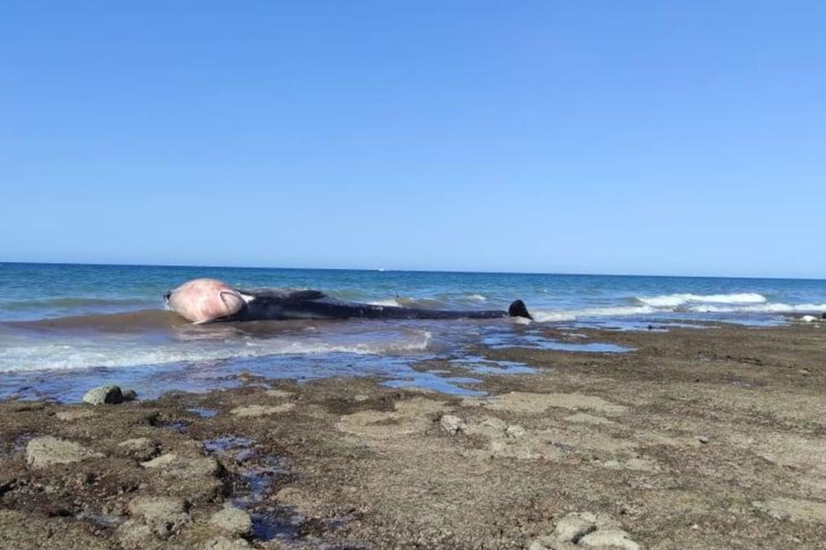 Confirman que ballena que encontraron muerta en Peñasco es la misma que rescataron