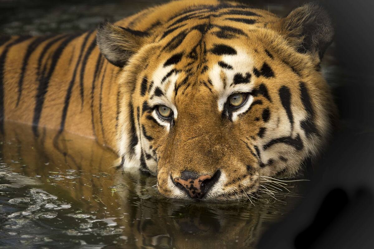 Tigre bate récord, recorre 1.300 kilómetros en busca de hogar, comida y compañera