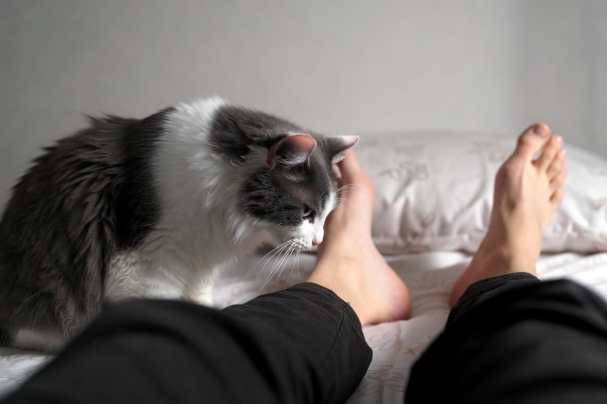 El motivo por el que a los gatos les gusta oler los pies: especialistas explican cómo el sudor, las bacterias y las feromonas activan el sentido del olfato felino y les permiten identificar a sus dueños