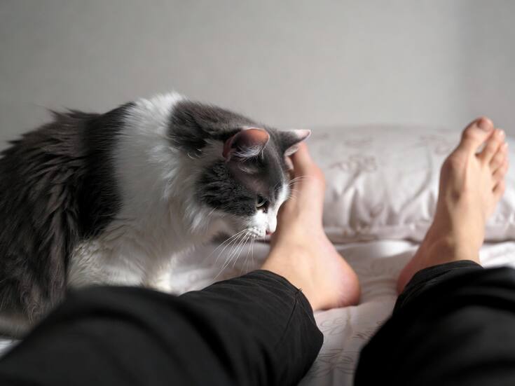 El motivo por el que a los gatos les gusta oler los pies: especialistas explican cómo el sudor, las bacterias y las feromonas activan el sentido del olfato felino y les permiten identificar a sus dueños