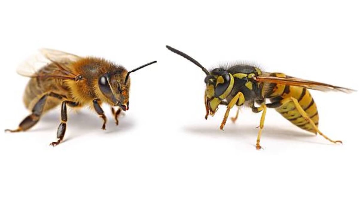 La avispa tiene un aspecto más amenzante debido a su abdomen puntiagudo / Foto: Especial