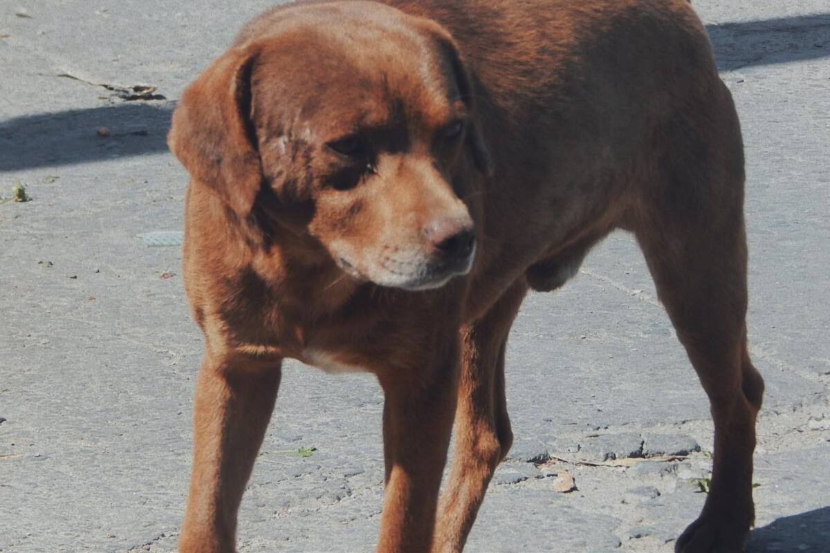 Organizan rifa para apoyar a perros callejeros