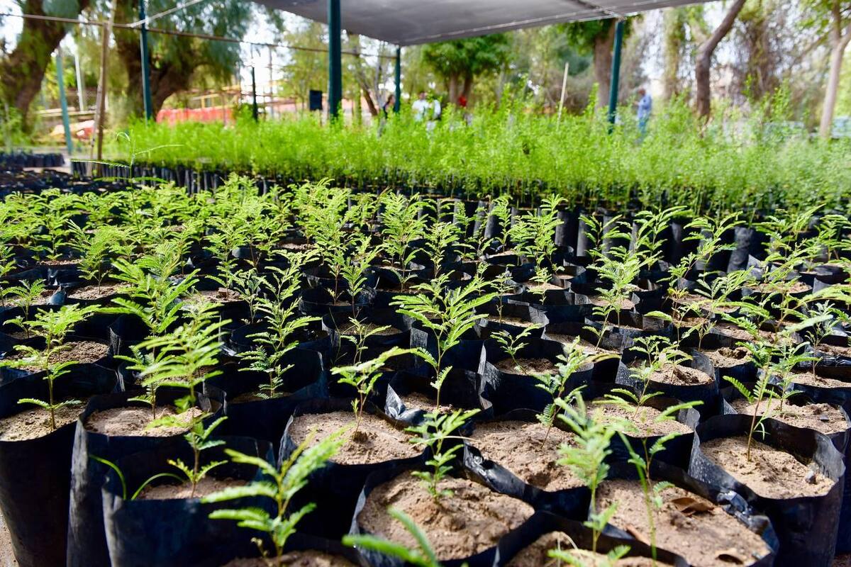 Se incrementa compra de árboles en Hermosillo