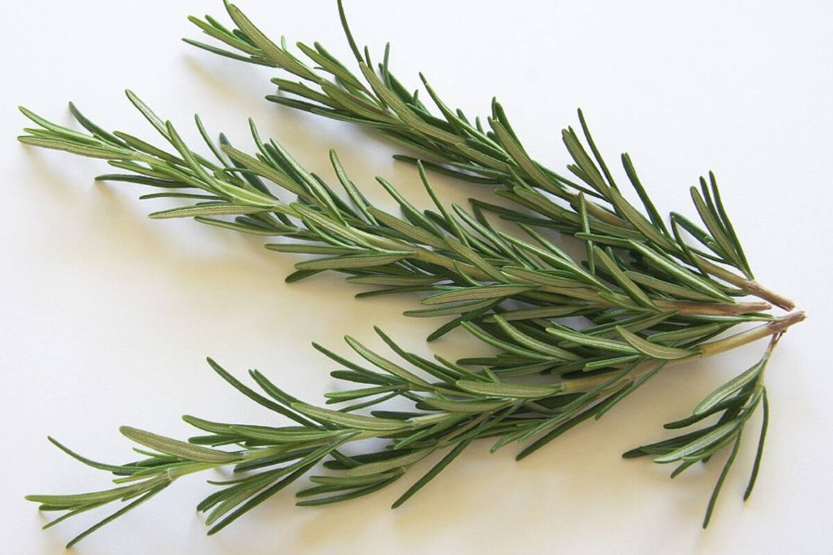 Estos son los beneficios de hervir romero en casa