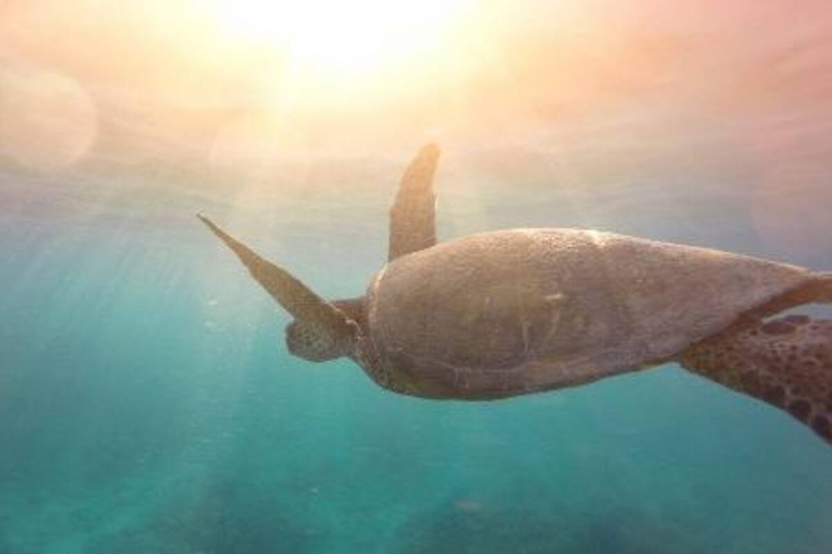 Descubren en España los fósiles de una tortuga marina del tamaño de un automóvil