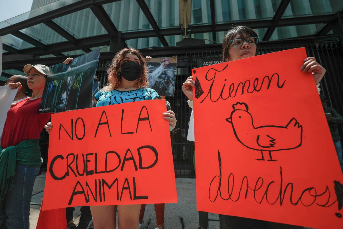 Manifestación en el Senado de la República tras sacrificio de gallina