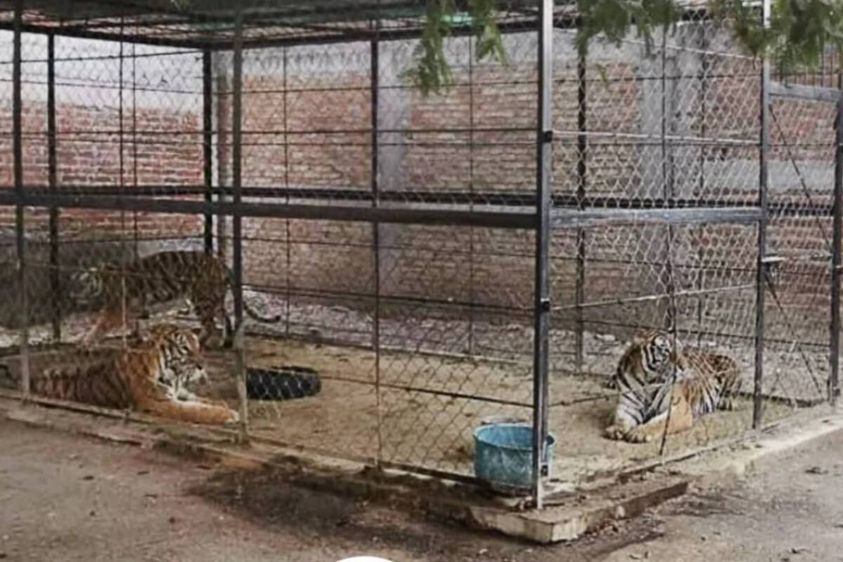 Tigres, armas de fuego y drogas son decomisadas de un grupo delictivo en Guerrero