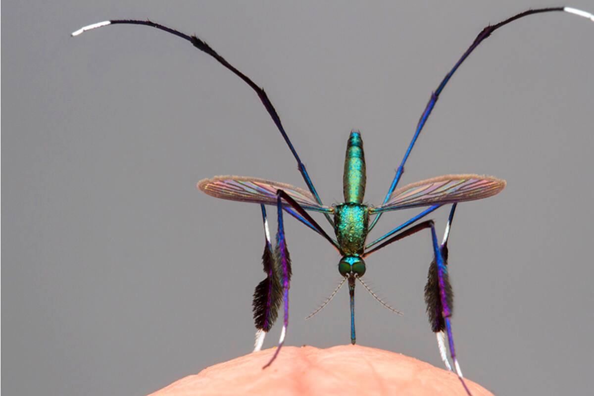 El mosquito "más hermoso del mundo" y otras imágenes del concurso más prestigioso de fotografía de la naturaleza