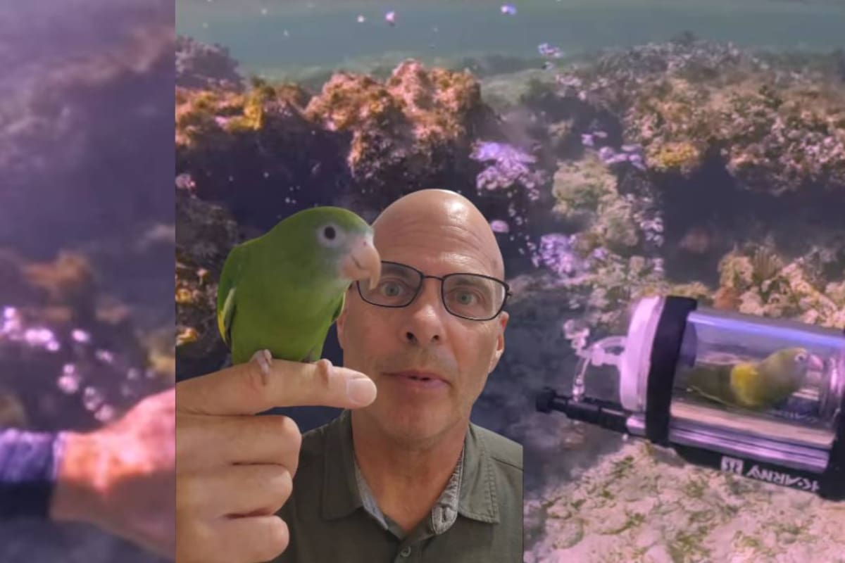 ‘Bebe’ la cotorra que viajó en un mini submarino en Las Bahamas y que en redes su dueño fue cuestionado por someter al ave a una actividad bajo el agua; Peta también reaccionó