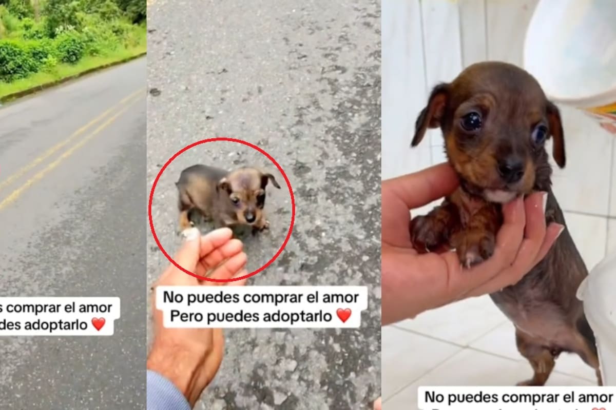 Motociclista se vuelve viral por rescatar y adoptar a un perrito abandonado en plena carretera