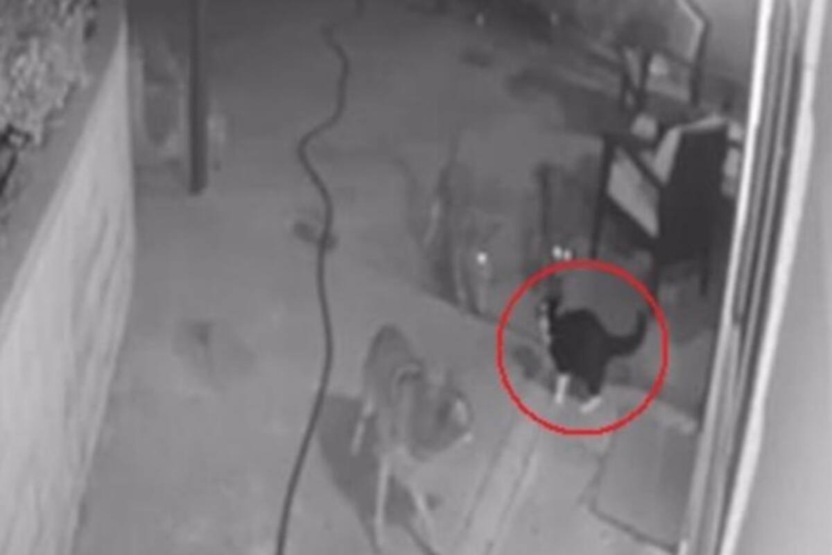VIDEO: Captan a gato que se enfrenta a tres coyotes para salvar a su dueña