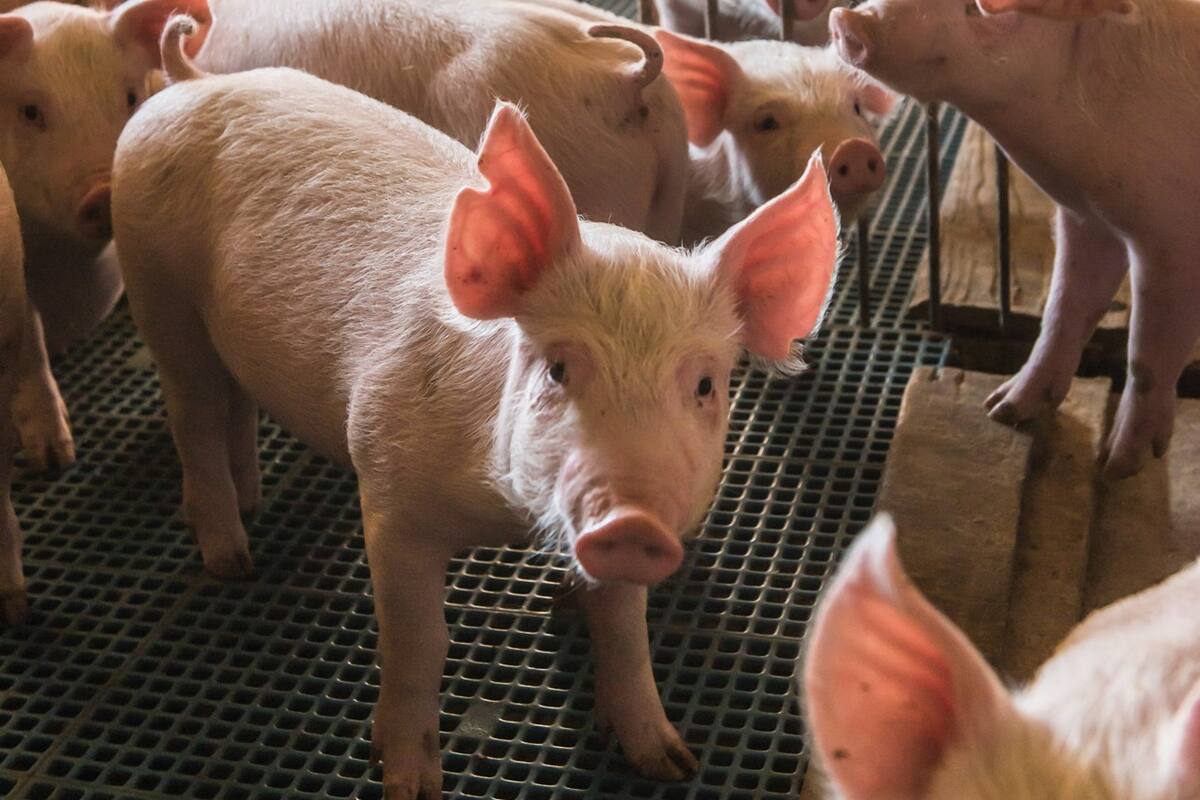 Busca el agro sonorense remontar desafíos