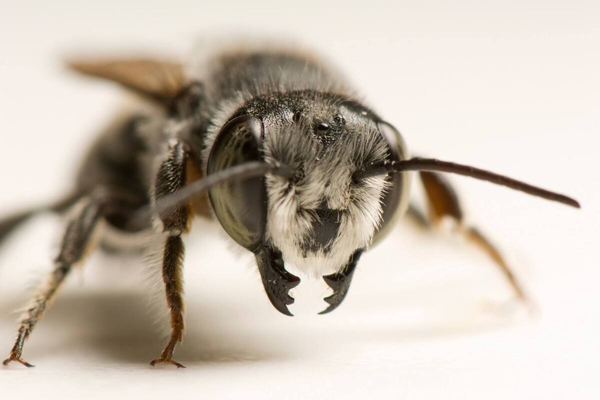Abejas silvestres construyen sus hogares con plástico