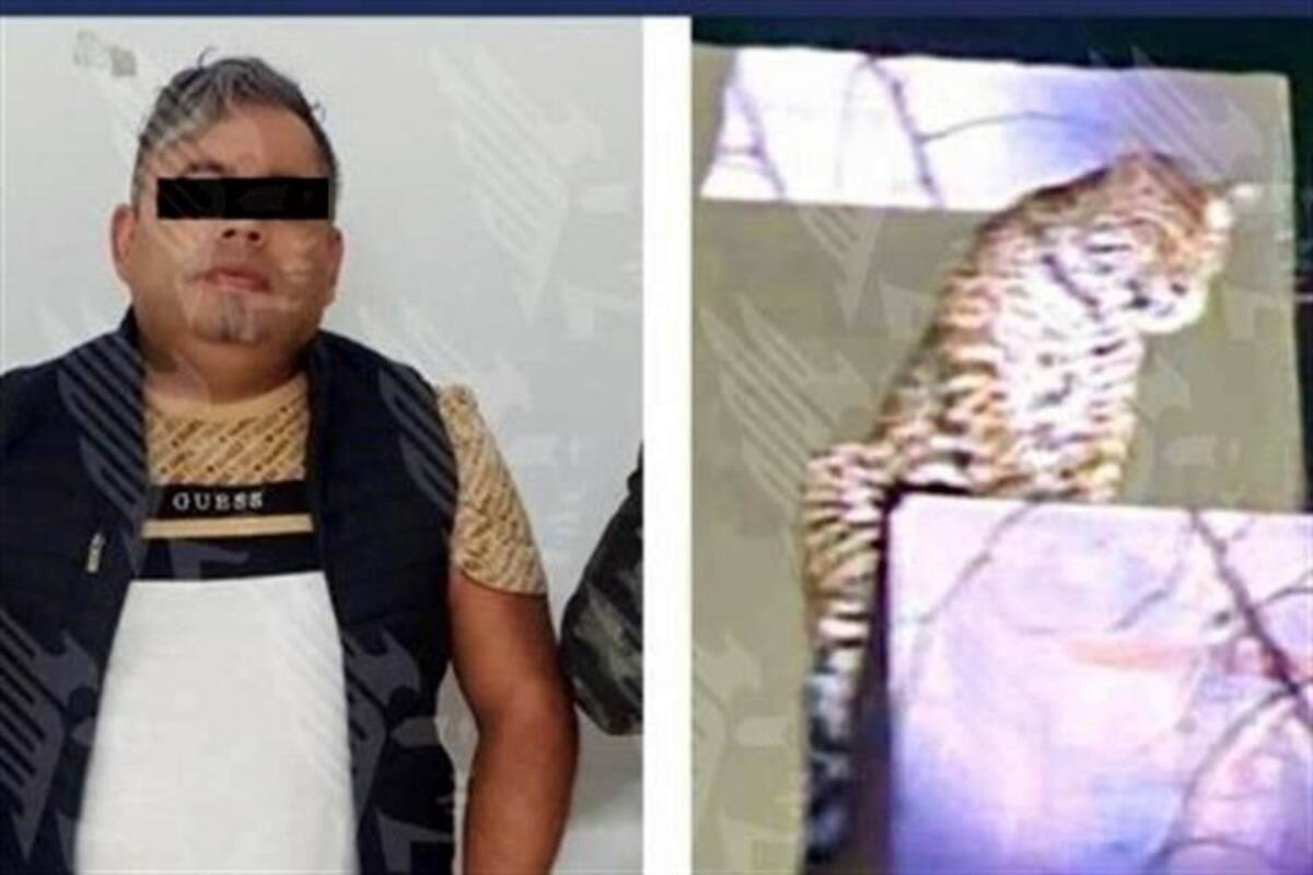 Aseguran ejemplar de jaguar durante operativo en Puebla