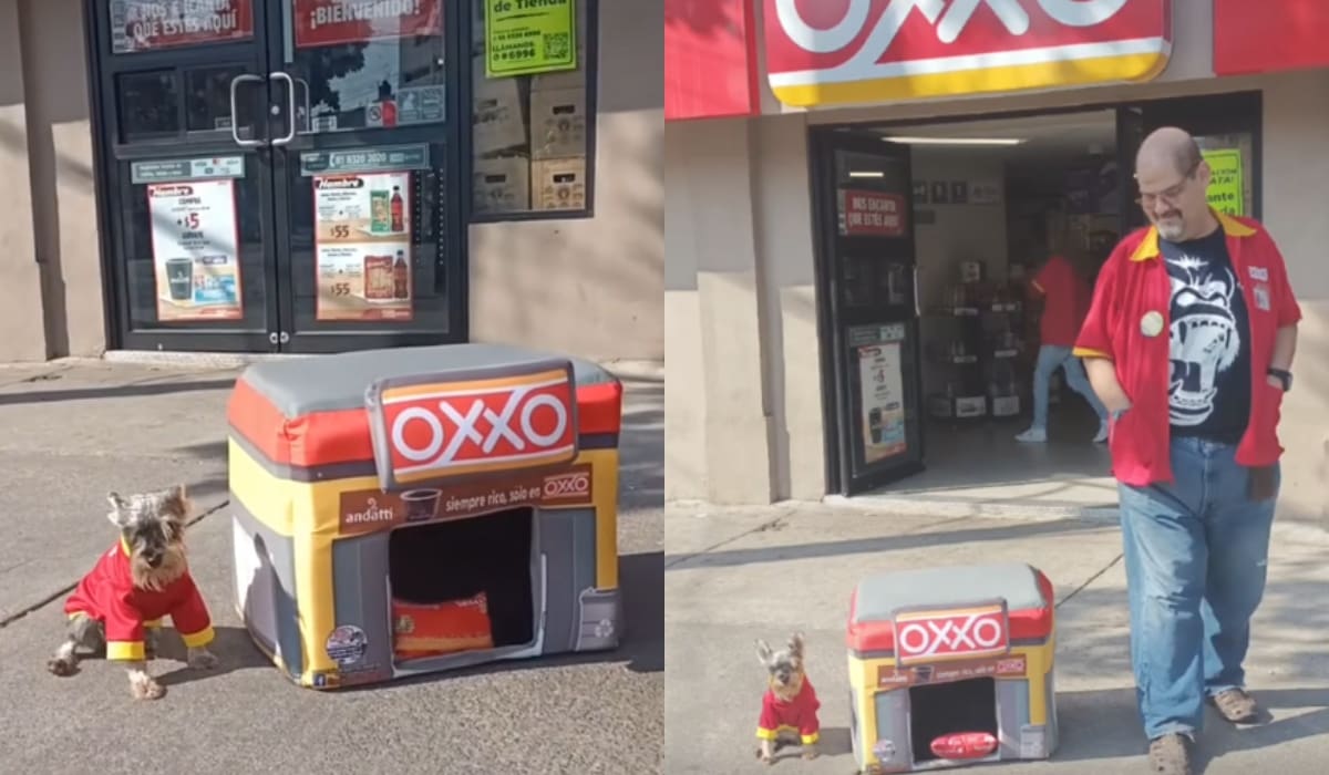 Asociación crea camas en forma de tienda Oxxo para perritos y se vuelven virales