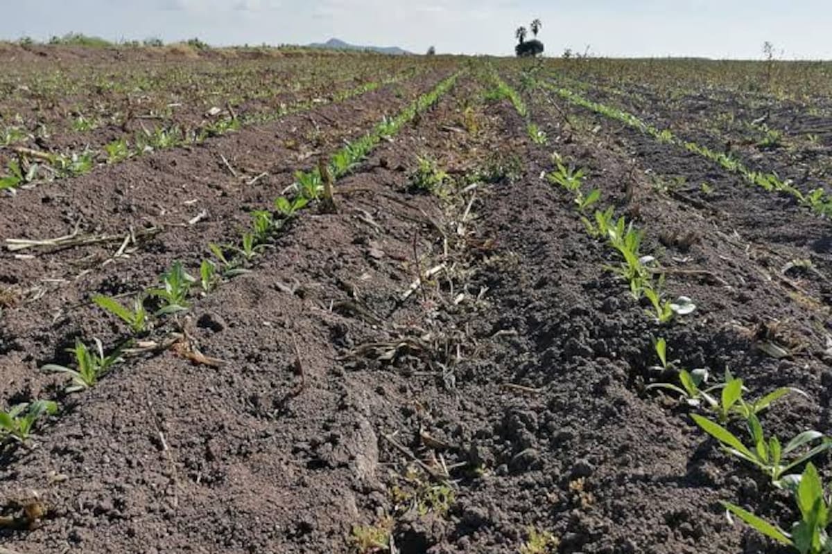 Apuestan al cártamo en el Valle del Yaqui