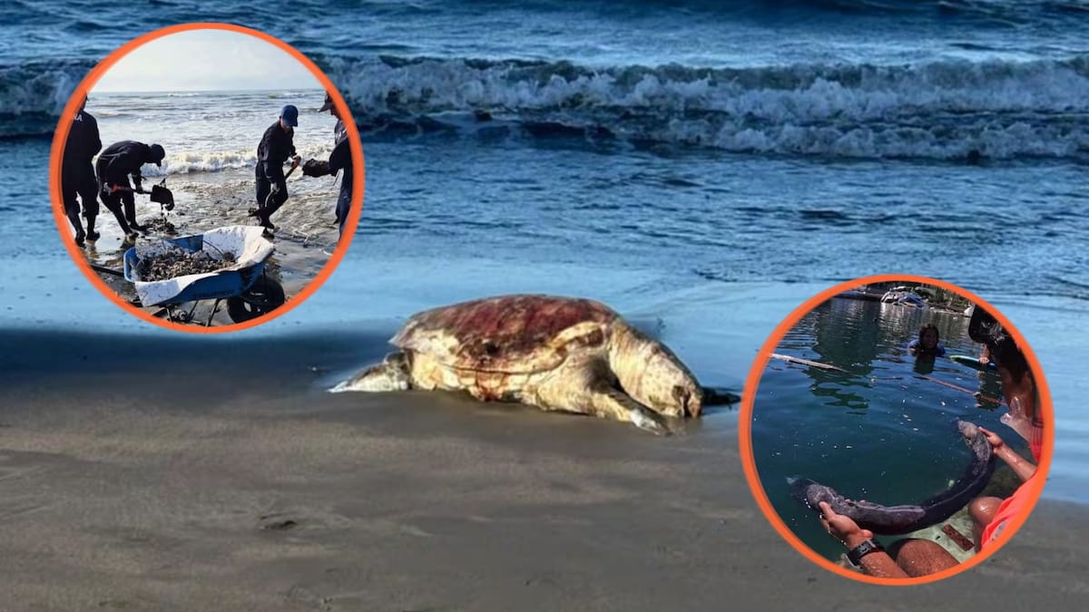 Autoridades federales recolectaron 889.4 toneladas de crudo tras derrame en el Golfo de México y desplegaron más de 3,145 elementos en operativo que abarca más de 630 kilómetros de costa